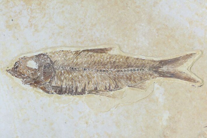 Detailed Fossil Fish (Knightia) - Wyoming #96106